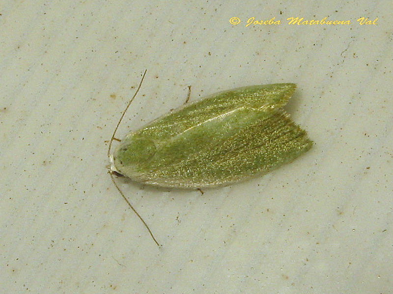 Earias insulana, Nolidae - No, E. clorana